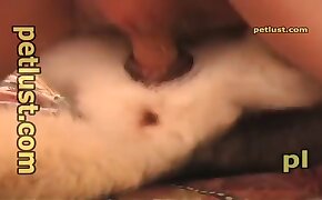 sex with animals on camera, brutal zoophilia