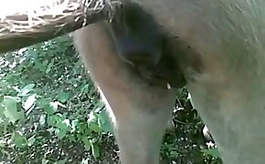 fucking beastiality scenes, animal sex porn