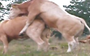 cow, animal sex porn