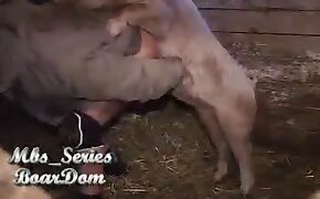 sex with pig, animal sex porn
