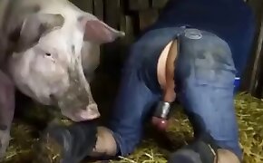 sex with pig, gay animal sex videos
