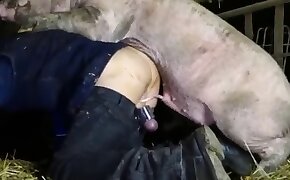 sex with pig, beastiality sex free videos