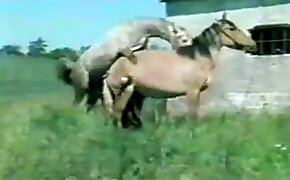 animal sex porn, videos with beastiality