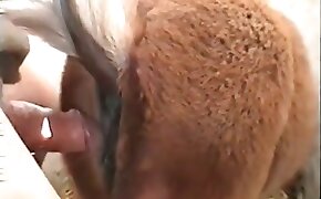 free zoo sex clip, fuck with animal porn