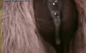 horse porn videos, animal sex porn