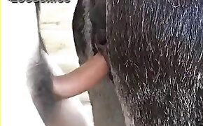 horse porn videos, animal sex porn