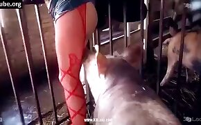 sex with pig, fucking beastiality scenes