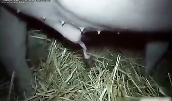 горячие сексуальные красотки, фильмы о животном сексе бесплатно