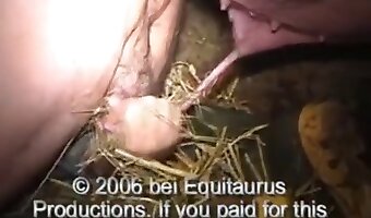 fucking, animal