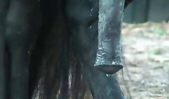 mens en dier porno, paard