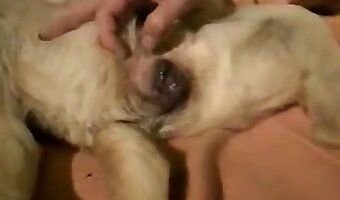 amateur dog sex, females fuck
