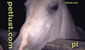 videos porno del zoologico, las hembras follan