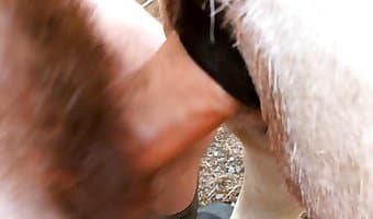 hole fucked, dick