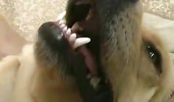 passionate man fucks animal in dog zoo porn