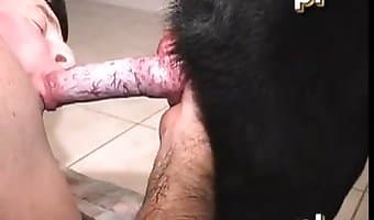 amatör köpek seksi, pipi
