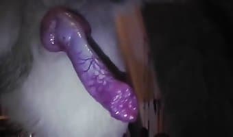 سخيف, زووسكس