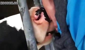 زووسكس, وحشية