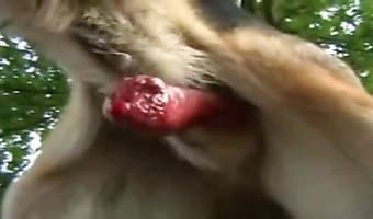 gratis sex-video om bestialitet, zoo sexpornografi