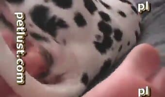 زووسكس, ممارسة الجنس مع الكلاب للهواة