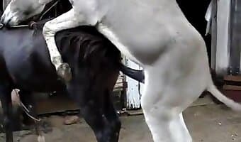 fuck, animal