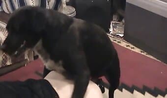 amateur dog sex, dog fucks girl