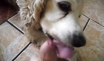 sesso amatoriale con cani, scopare