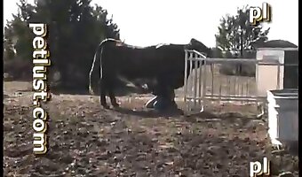 animal, really