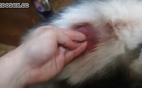 beastiality porn videos, beastiality fucking