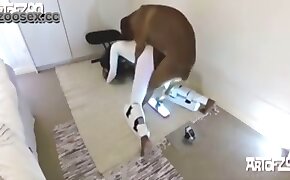 sex with animals, dog porn