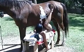 horse bestiality