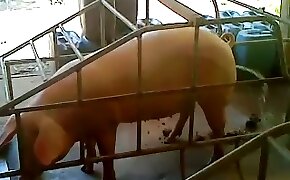 fucking with pig, videos zoofilia