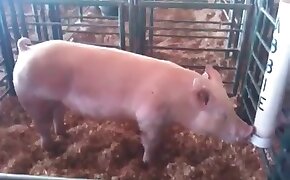 fucking with pig, sexy beastiality video