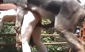 horse bestiality sex with animals