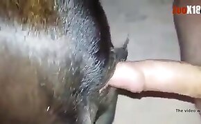 horse bestiality, sex with animals