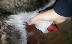dog porn, beastiality fuck video