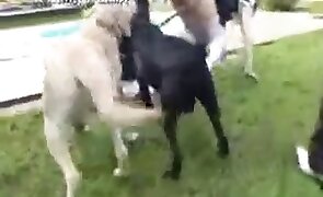 hardcore zoo porn, free animal porn