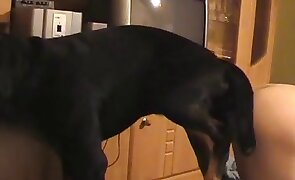 animal fuck porn, dog sex