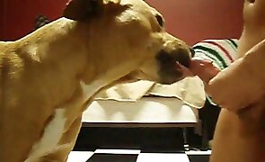 dog sex, sex with animals