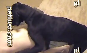 dog sex, sex with animals