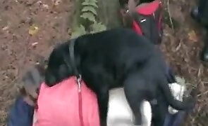 woman and animal, dog sex