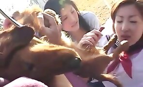 jav zoo porn, free animal porn