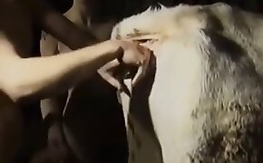 beastiality videos, animal porn