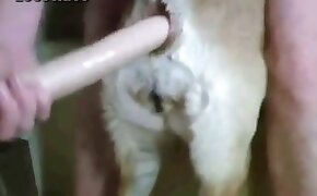 gay zoophilia, animal porn