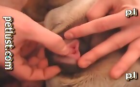 top-rated, gay zoophilia