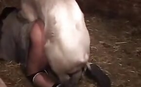 pig, hardcore bestiality