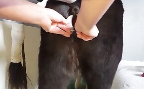 gape,beastiality videos
