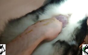 beastiality videos