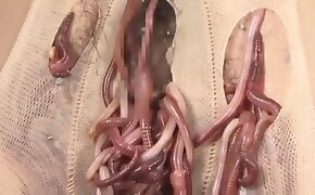matoja,eläinperäisyyden videoita