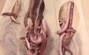 vers,vidéos de bestialité