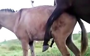 hevosseksiä,eläinperäisyyden videoita